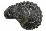 Long Partially Enrolled Morocops Trilobite - Morocco #296628-1